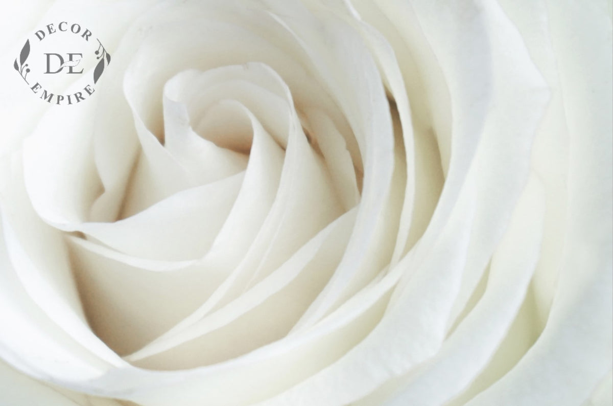 Elegant White Rose Wallpaper Mural