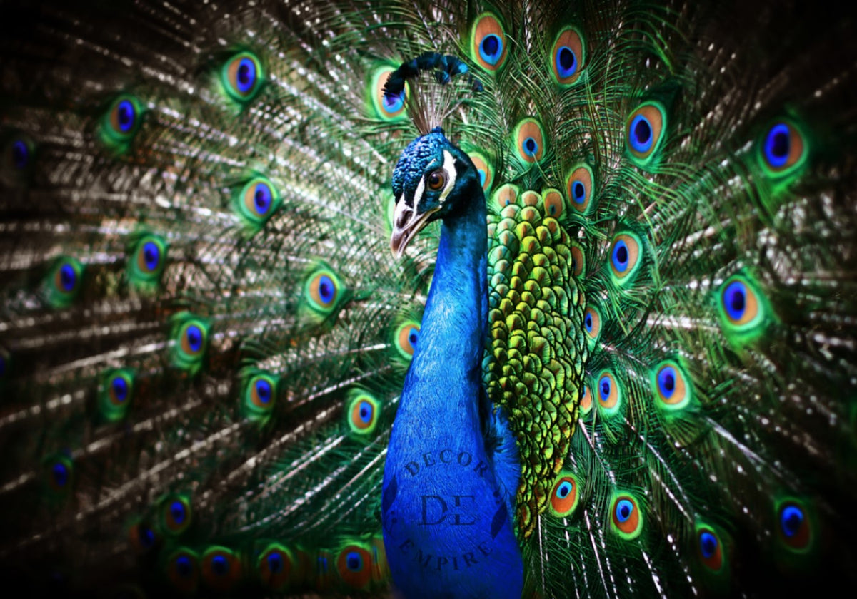 Beautiful Peacock with Feathers Wallpaper Mural