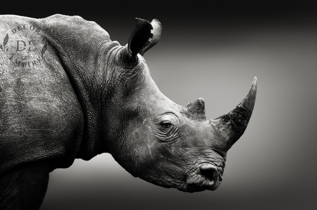 Black and White Rhino Wallpaper Mural